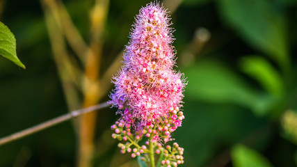 Flower in summer
