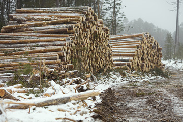 Pile of wood logs. Raw materials for wood processing. Logging industry.