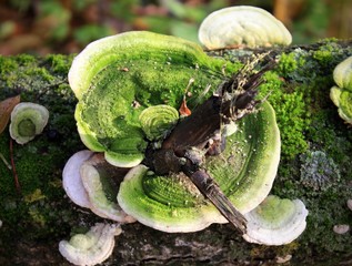 mushroom