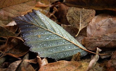 leaf