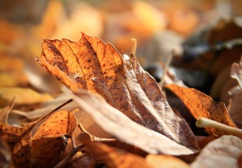 leaf