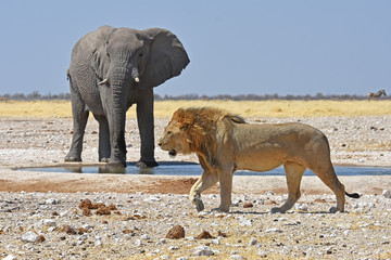 Elefantenbulle (loxodonta africana) und männlicher Löwe am Wasserloch Gemsbokvlakte im Etosha...