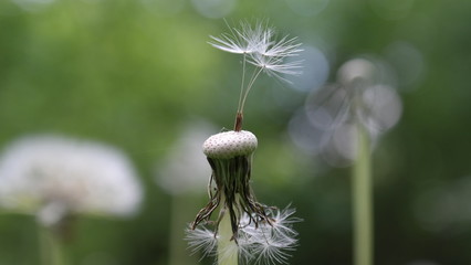 Pusteblume