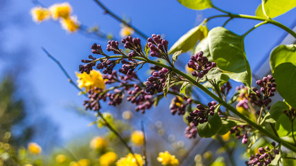 Flower in summer