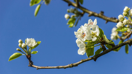 Flower in summer