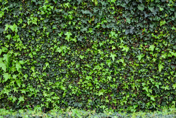 Fototapeta na wymiar Vertical tree leaves wall texture background.