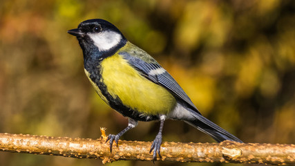 Tit songbird in our garden