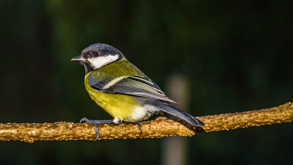 Tit songbird in our garden