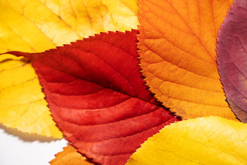 Nahaufnahme bunte Herbstblätter