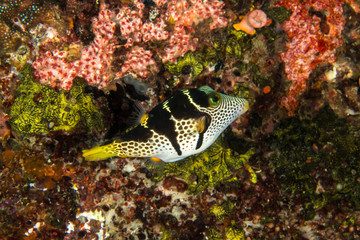 Saddle Valentini Puffer, Canthigaster valentini © Krzysztof Bargiel