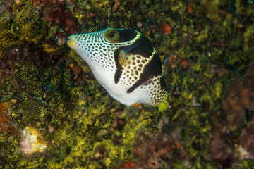 Saddle Valentini Puffer, Canthigaster valentini © Krzysztof Bargiel