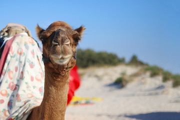 portrait of camel. fun animal