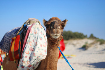 portrait of camel