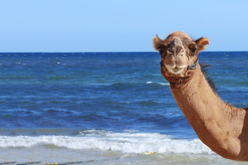 portrait of camel