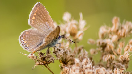 Macro of Gossamer-winged butterfly on flower