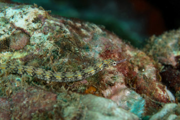 Obraz na płótnie Canvas Corythoichthys flavofasciatus, Network pipefish.