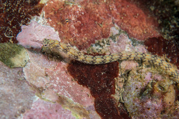 Corythoichthys flavofasciatus, Network pipefish.
