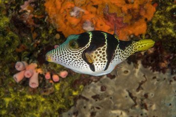 Saddle Valentini Puffer, Canthigaster valentini © Krzysztof Bargiel