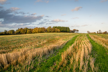 Obraz premium Autumn Field
