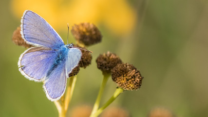 Macro of Gossamer-winged butterfly on flower