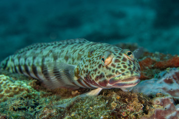 Obraz premium Sand Lizardfish, Synodus Indicus.