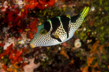 Saddle Valentini Puffer, Canthigaster valentini
