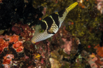 Saddle Valentini Puffer, Canthigaster valentini