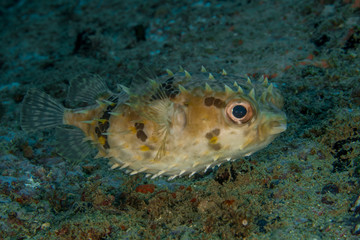 Fototapeta na wymiar Porcupinefish blow up like a balloon to scare predators by extending its scales to become sharp spines.