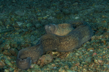 White eyed Moray Eel, Siderea Thyrsoidea.