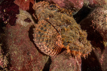 Scorpaenopsis barbata, Bearded scorpionfish.