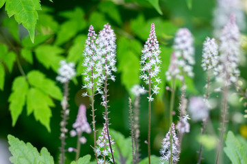 Tiarella Pink Skyrocket ornamental garden flower in bloom, pink white flowering plant