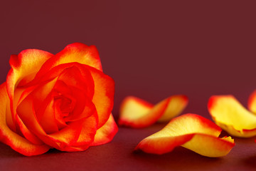 Rose on burgundy background. Macro. Rose and scattered petals on a burgundy background. there is space for text. Flower closeup.