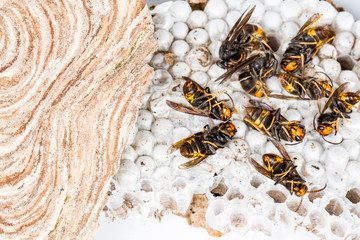 Dead asian hornets on nest honeycombed macro studio