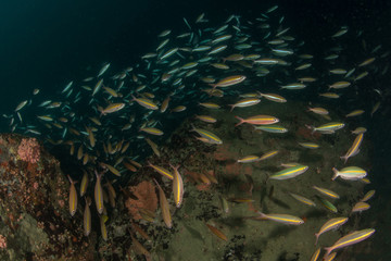 Fototapeta na wymiar School of Goldband Fusilier fish, Pterocaesio chrysozona 