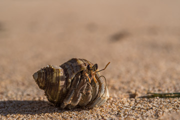 Hermit crab walks on sandy beach
