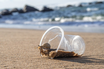 Hermit Crab living at polluted beach