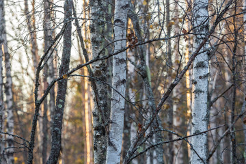 Autumn forest. Forest background. Pine adn birch. Focus selected.