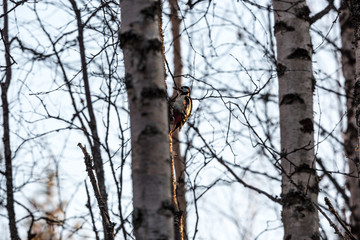 Woodpecker. Spotted woodpecker. Woodpecker on the tree. Autumn forest. Focus selected.