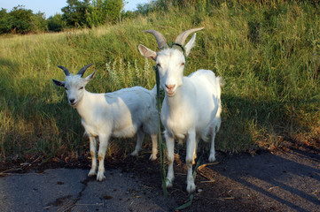 Obraz premium SONY DSC