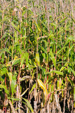 closeup of corn stalks