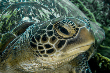 Sea Green Turtle, Chelonia Mydas. 