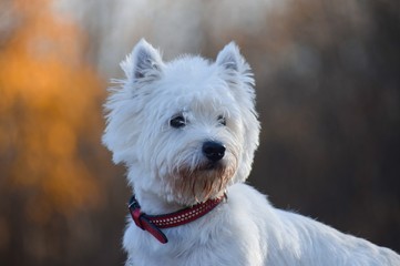 west highland white terrier