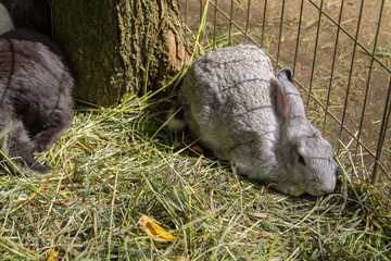 grey rabbit lives in a cage on the farm