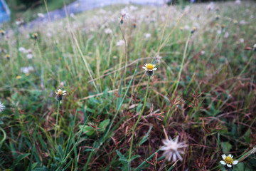 wild flowers in spring