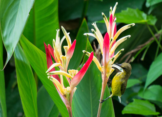 A sunbird is drinking nectar of paradise bird flowers