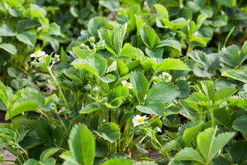strawberry bloom leaf field