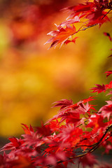 Season of beautiful autumn leaves