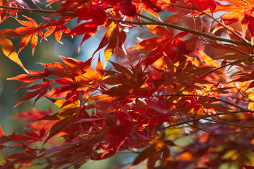 Season of beautiful autumn leaves