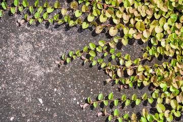 Green creeper plant on old cement wall