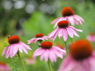 エキナケアの花